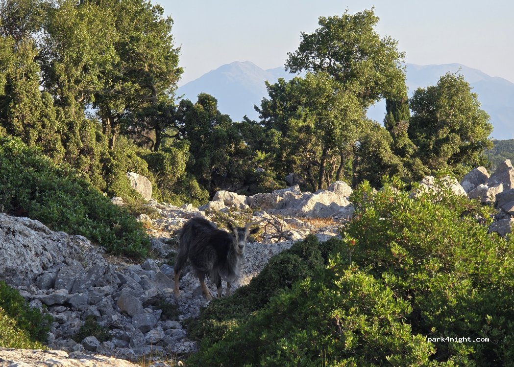 (28300) Anogi - Διακλάδωση Ανωγής — foto