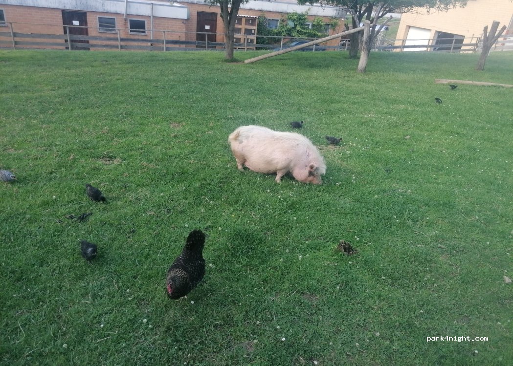Camping On Farm — foto 4