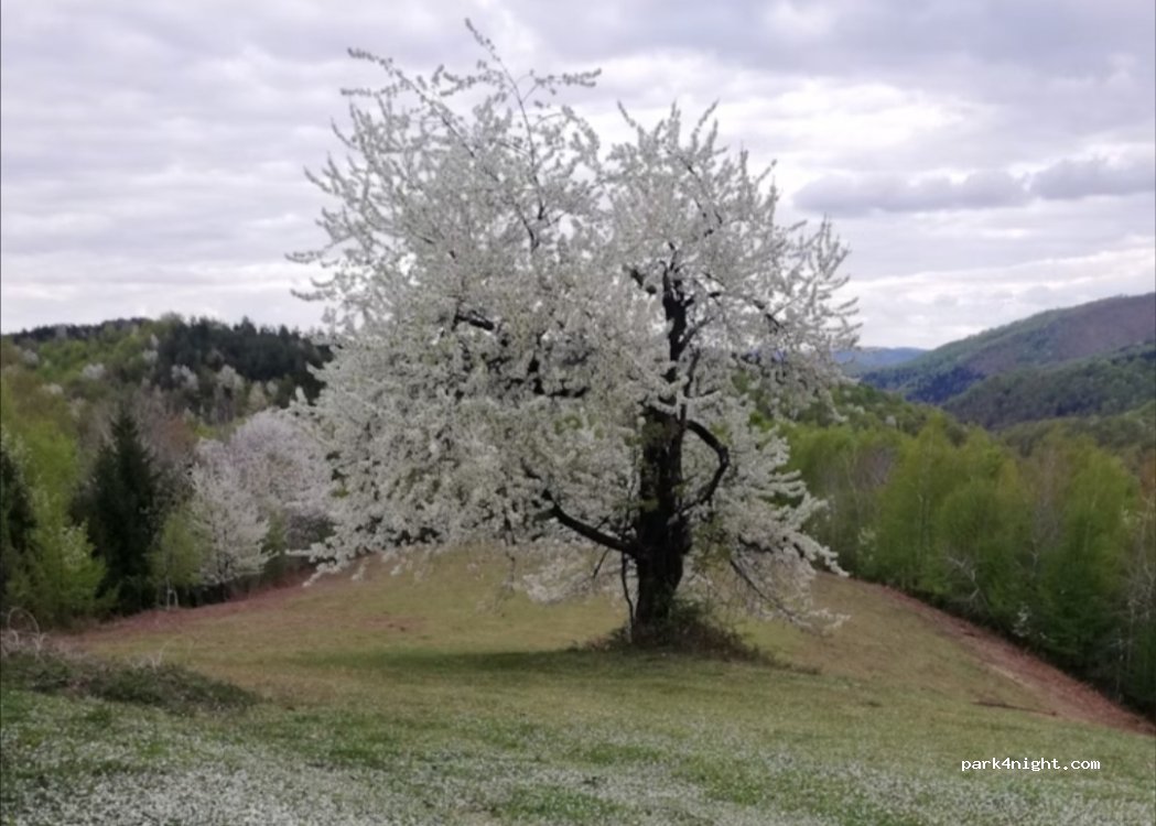 Camping Biosfera — foto 2