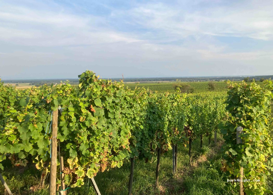 Earl Domaine Metz-geiger — foto 4