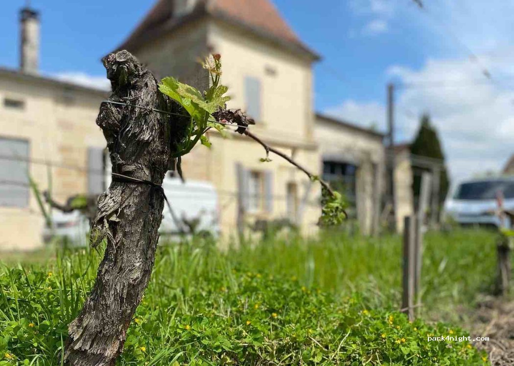 Château Vieux Mougnac — foto 4