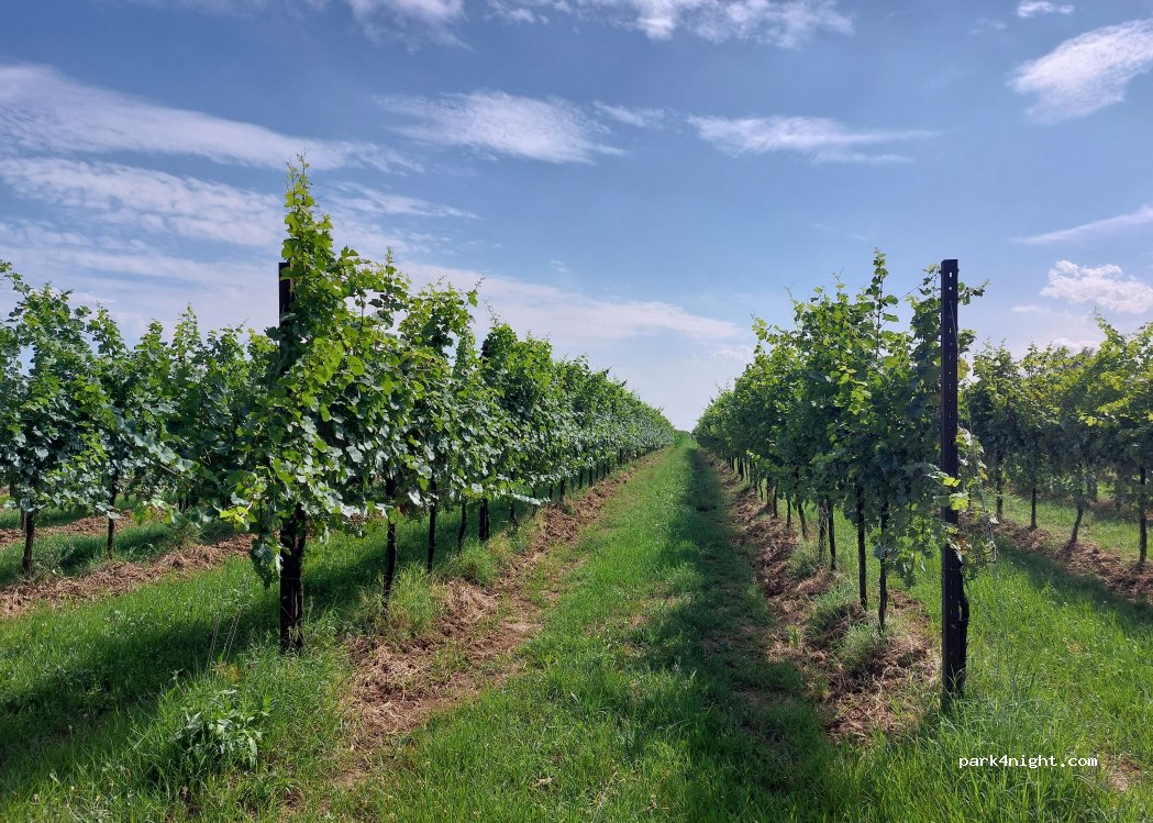Azienda Vinicola Zanardo — foto 4