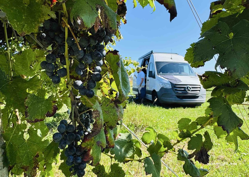 Azienda Vinicola Zanardo — foto 5