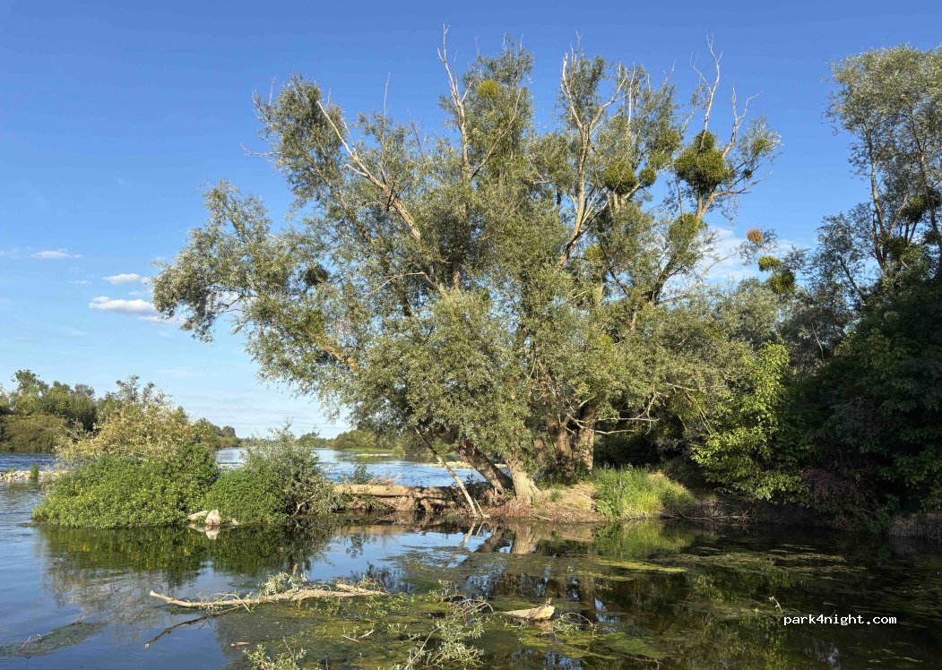 (41350) Montlivault - Levée de la Loire — foto