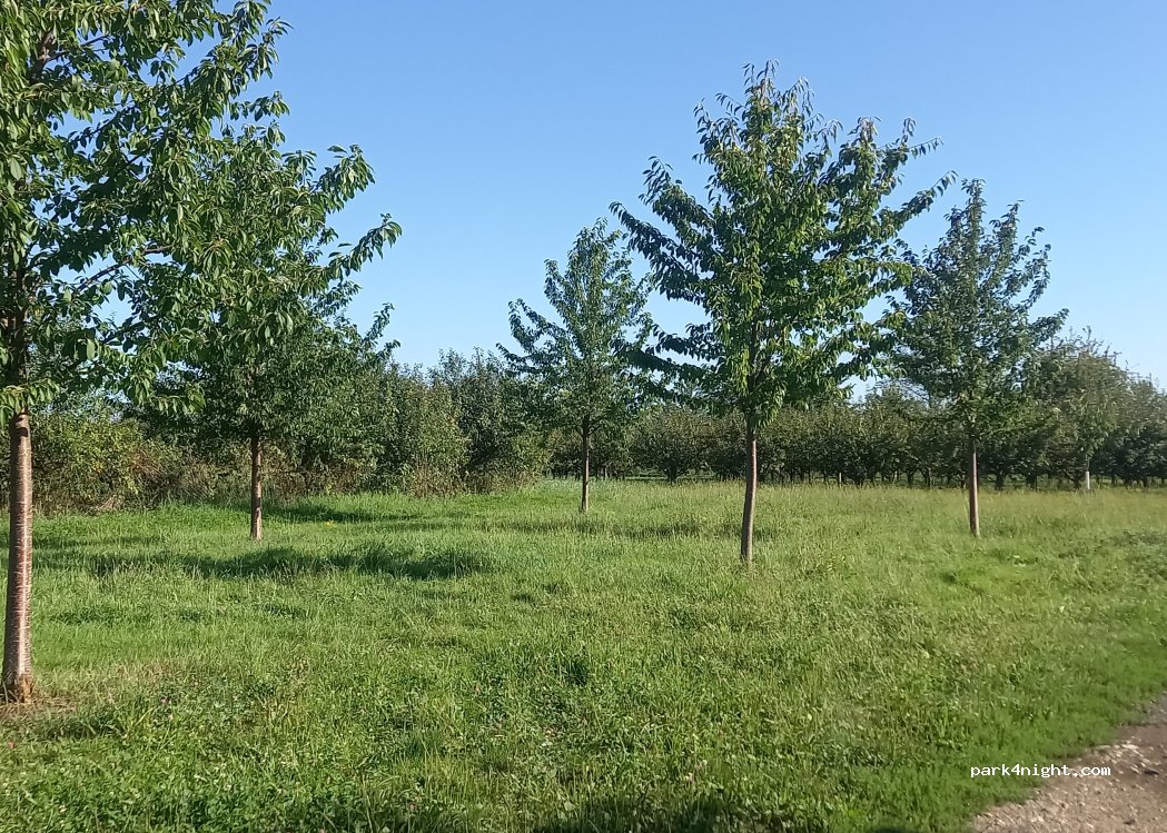 (77704) Oberkirch - Am Rebhag — foto 3