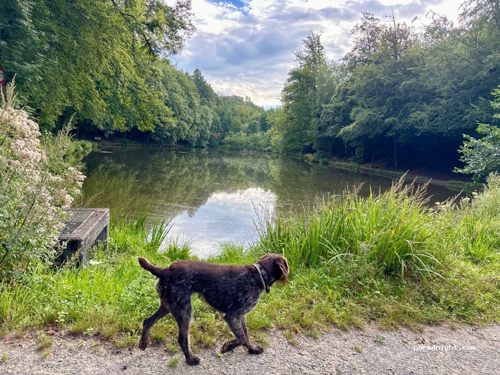 Romantik Waldhotel Mangold — foto 4