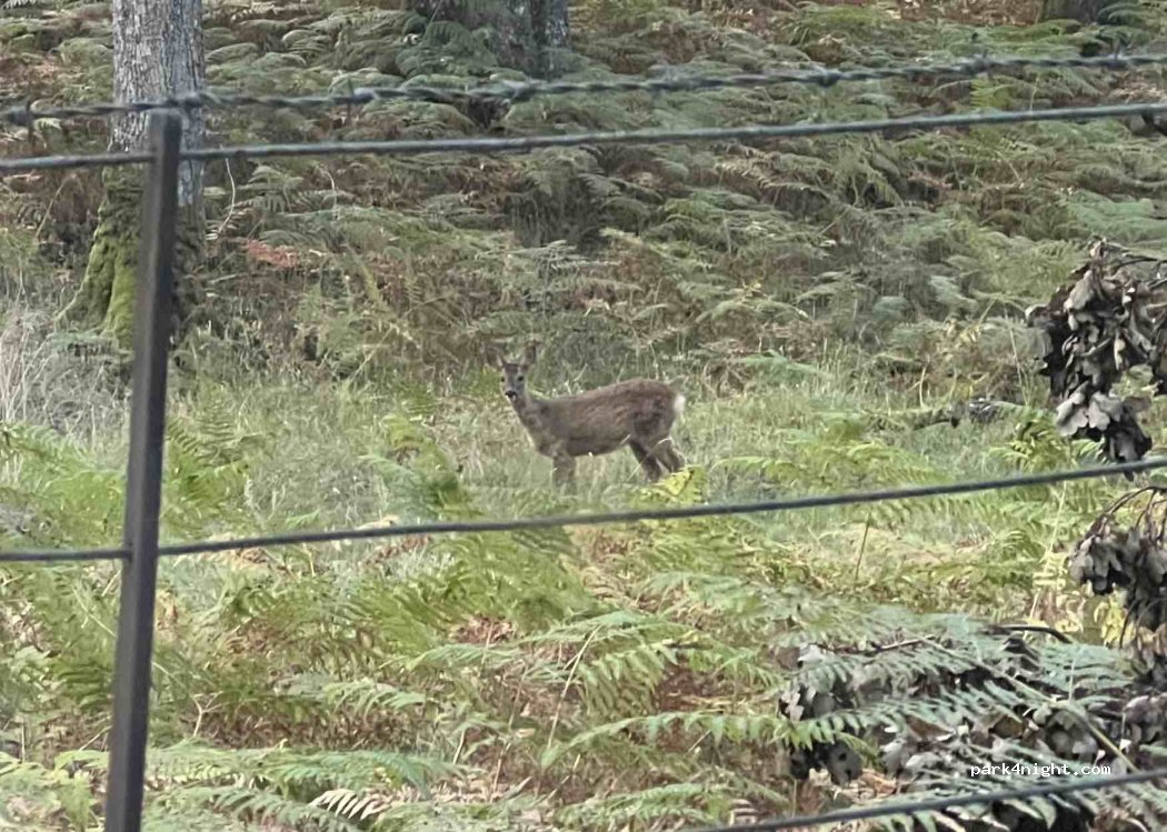 (PH6 2NL) St Fillans - South Loch Earn Road — foto 3