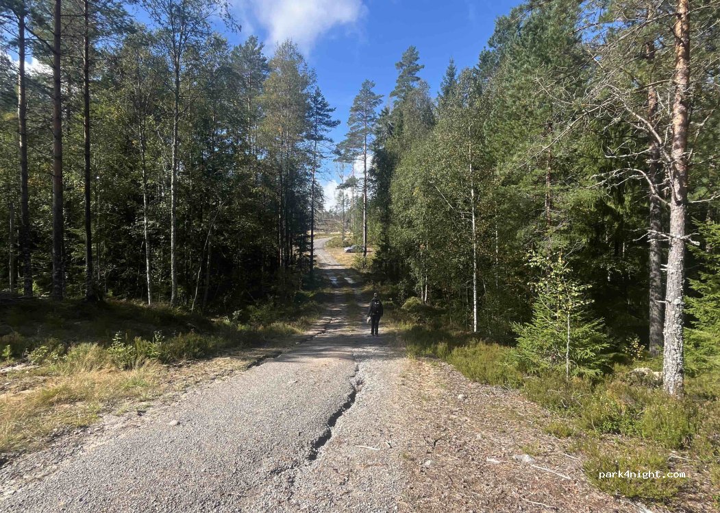 (671 94) Brunskog - — foto
