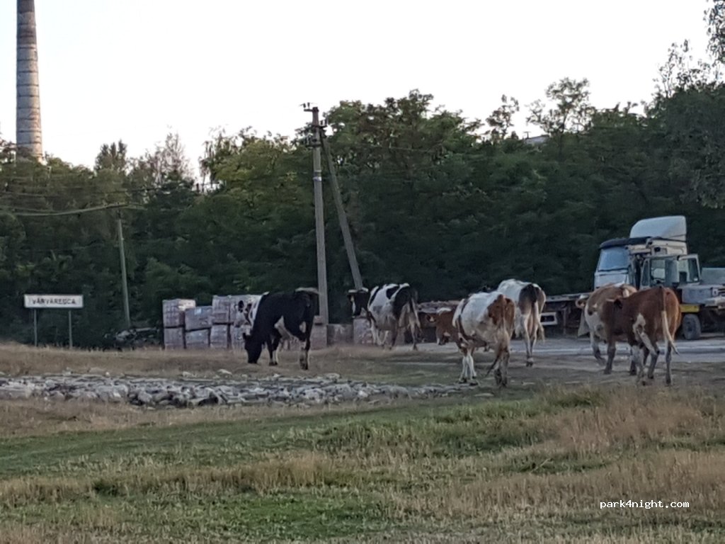() Vărvăreuca - R18 — foto 2