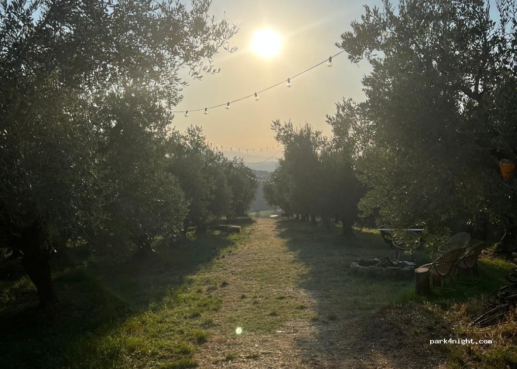 Olio Monaco — foto 2