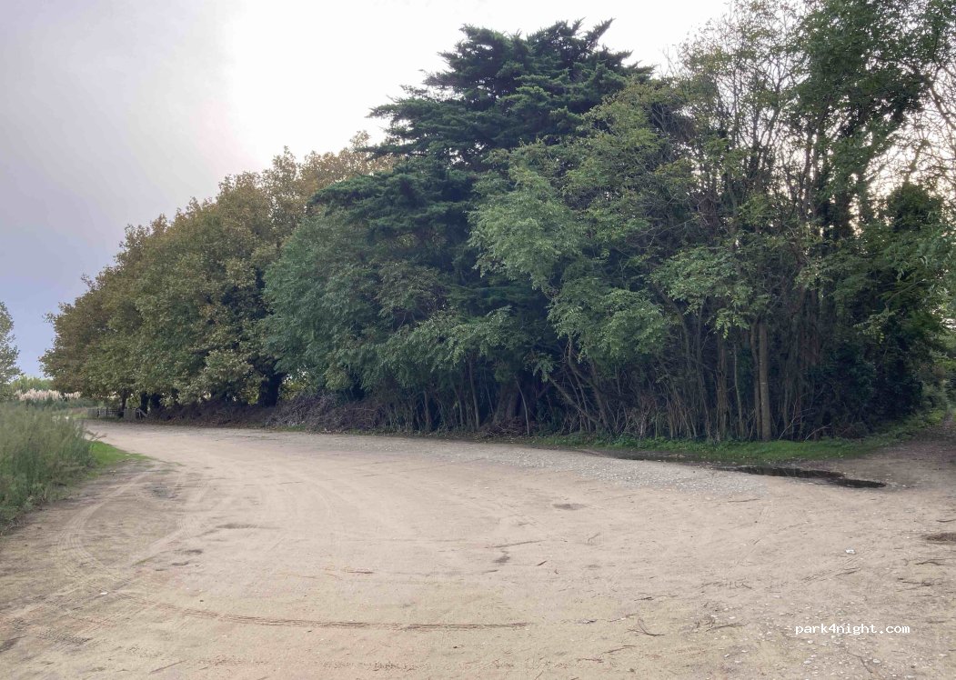 (17670) La Couarde-sur-Mer - Route de La Couarde — foto
