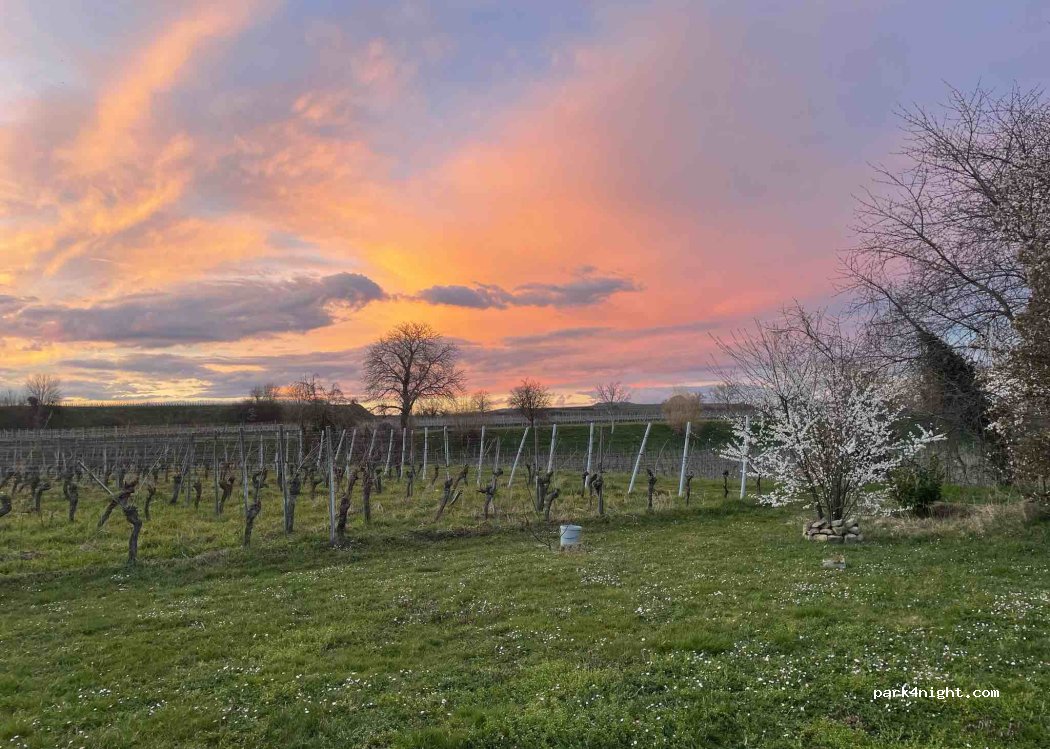 Weingut Edwin Baumann — foto 4