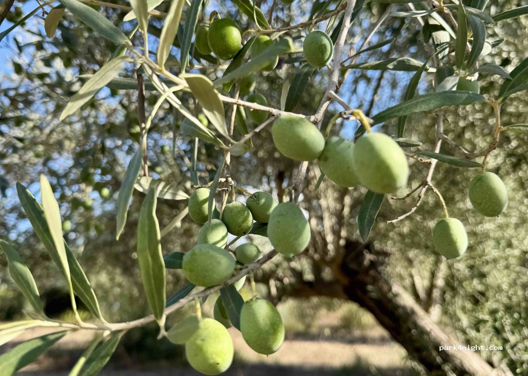 (46668) Barxeta - CV-600 — foto