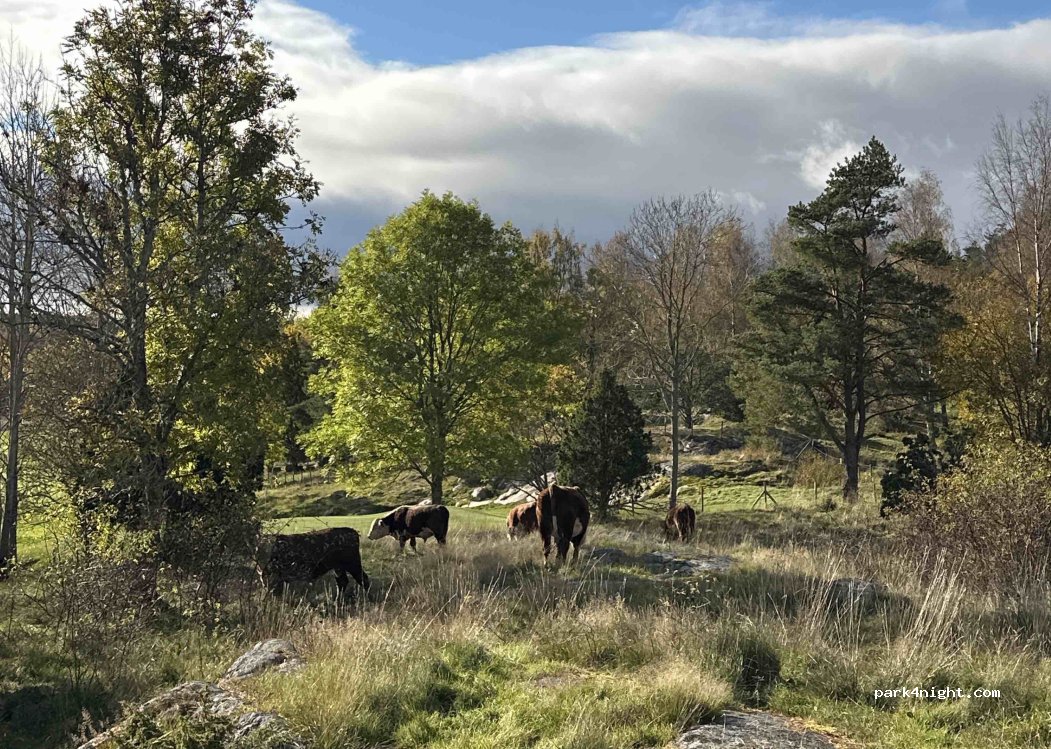 (22520) Sund - Kungsgårds Allén — foto