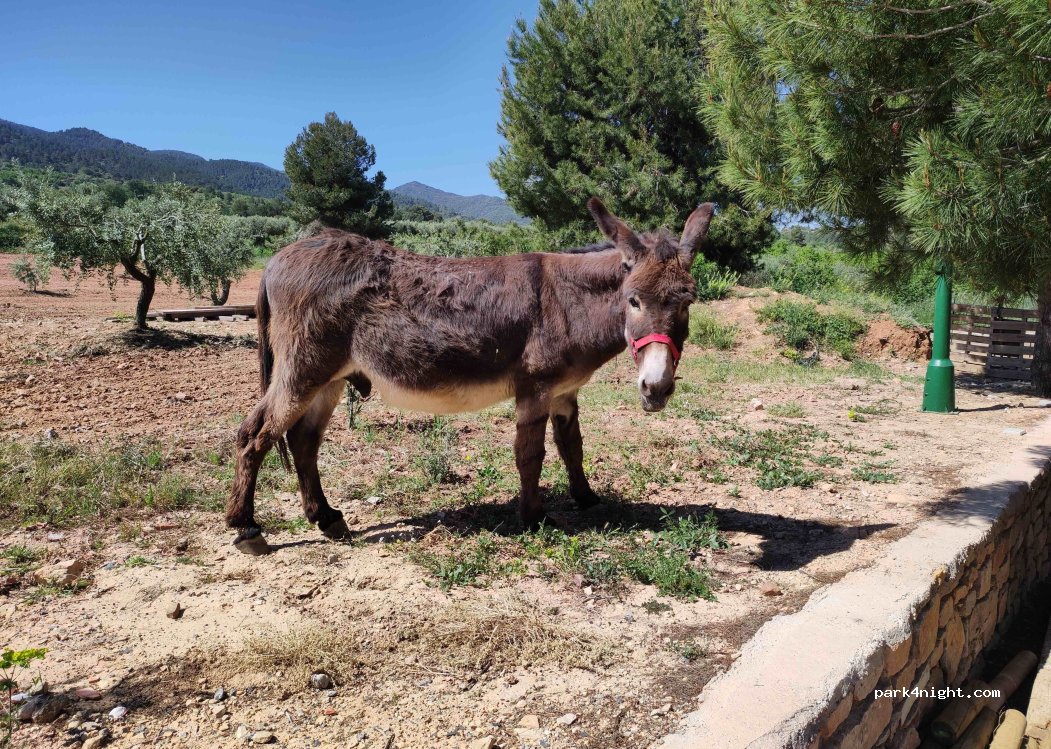 Finca Peu del Bosc — foto 4