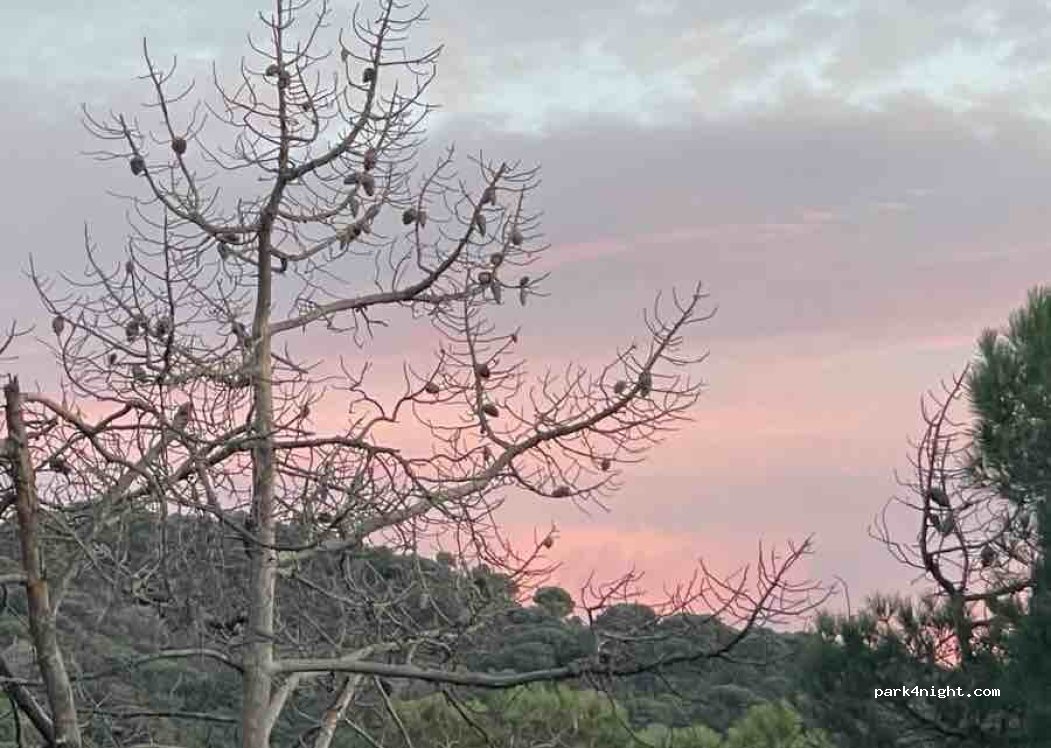 (08410) Vilanova del Vallès - Carrer de l'Acàcia — foto 2