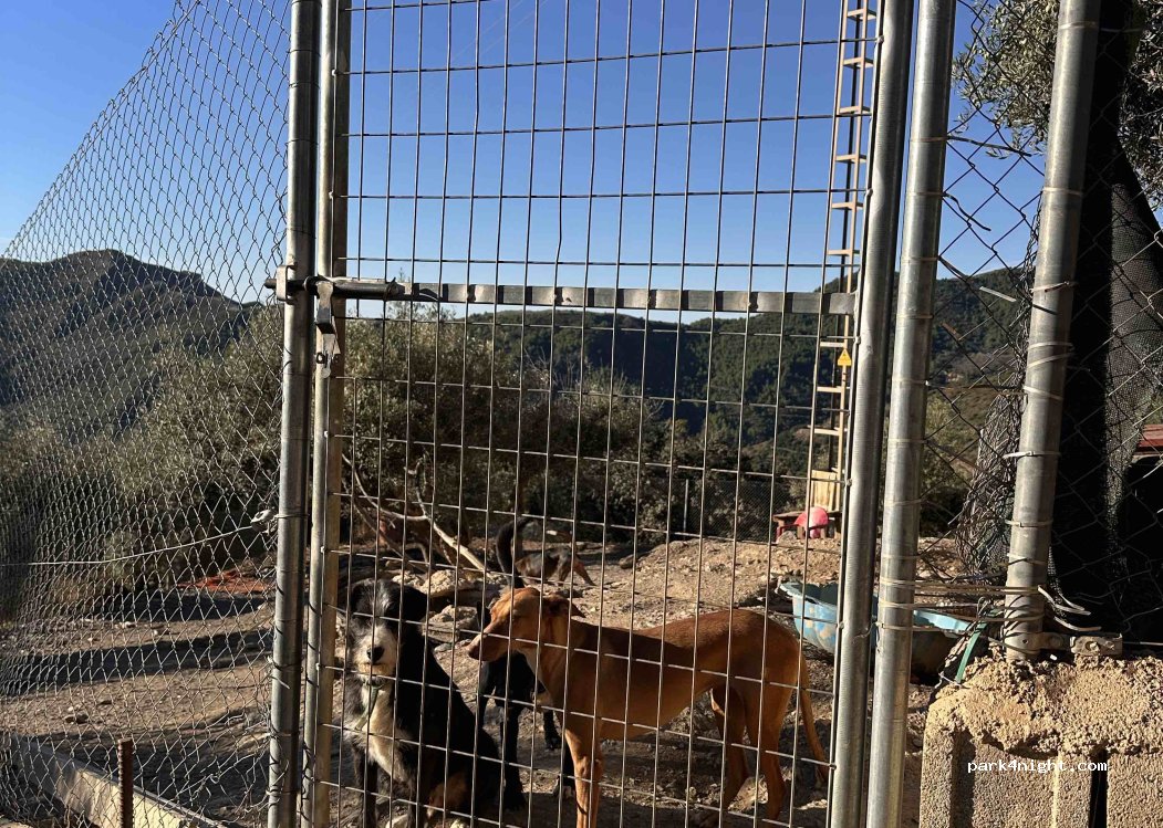 Aidens dog sanctuary — foto 2
