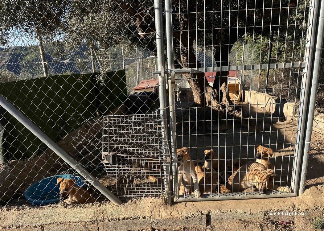Aidens dog sanctuary — foto 3
