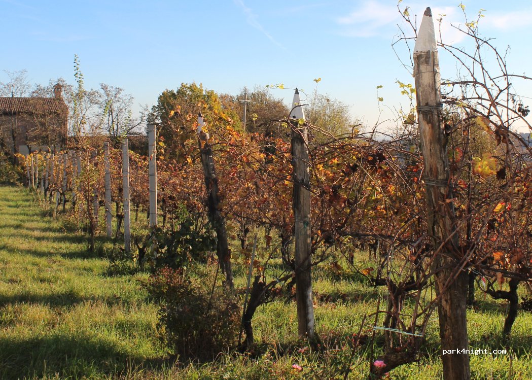 Azienda Vitivinicola Saccomani — foto