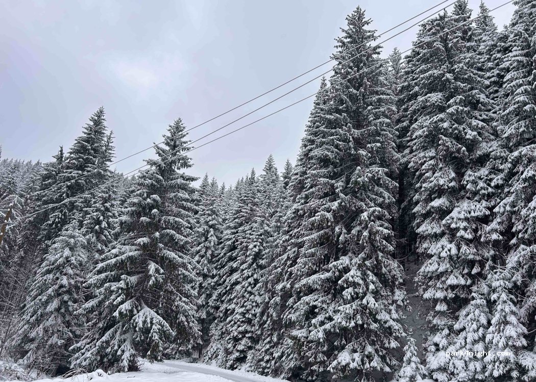 (71330) Borovica Donja - R 444a — foto
