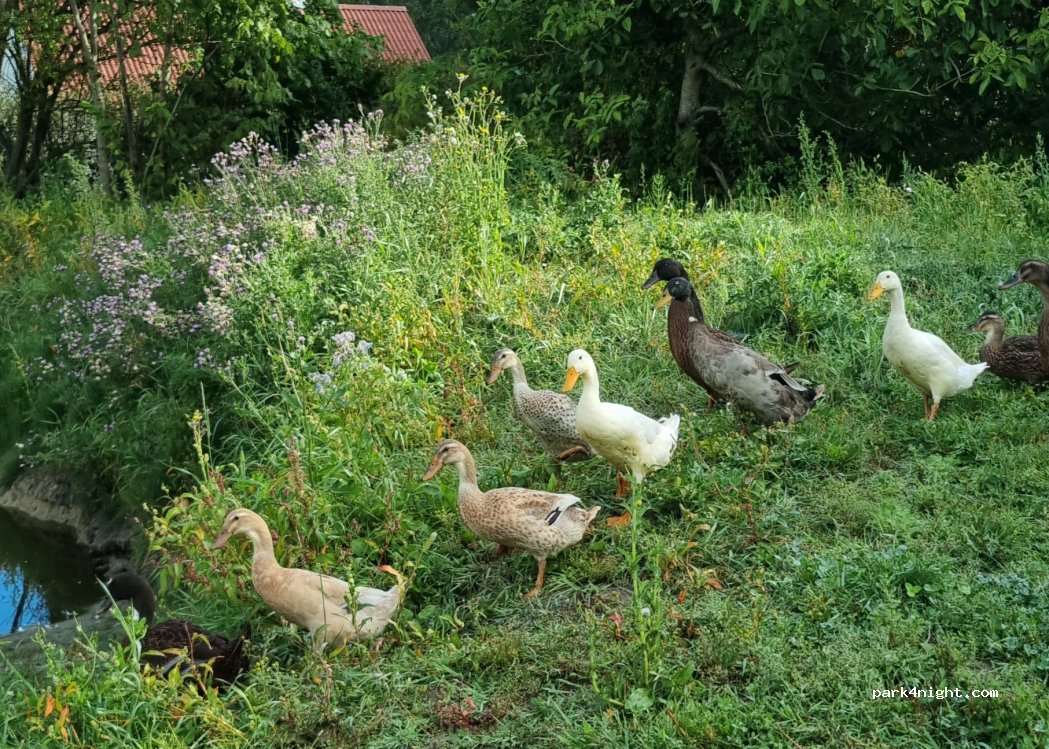 Økogården Baksminde — foto 2