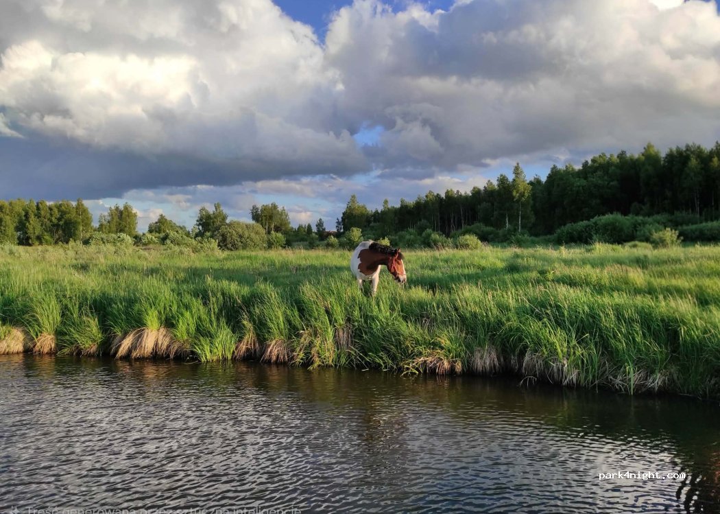 Pole Biwakowe Brzozówka — foto 3
