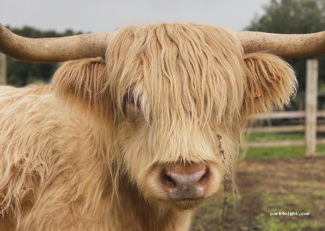 Élevage et Ferme équestre Dou Pantaï — foto