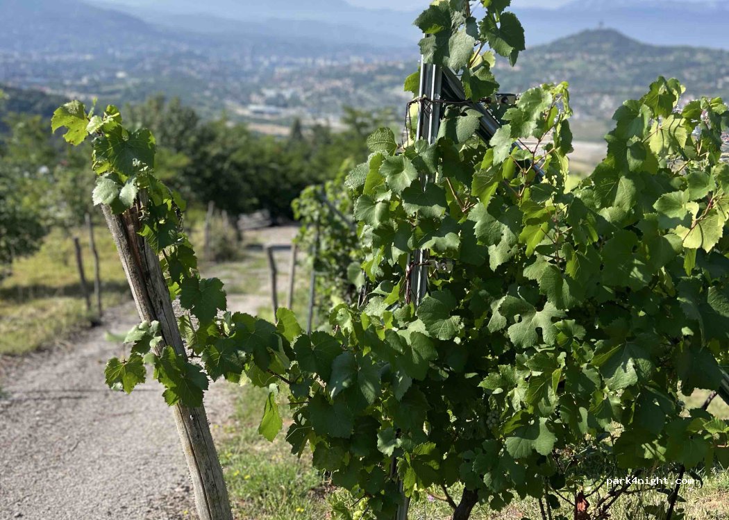 Hedona Wine Club — foto 5