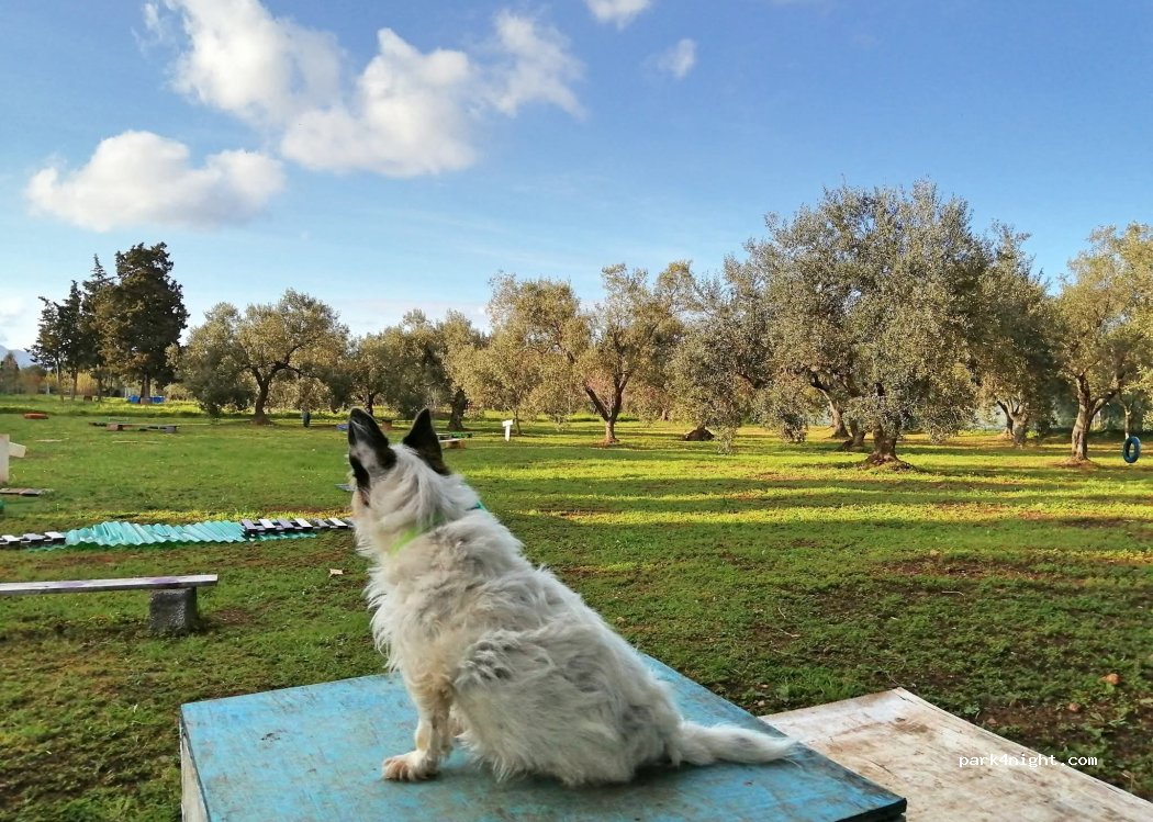 L'Oasi — foto 3