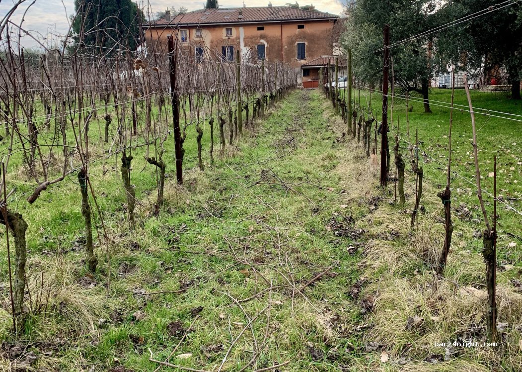 Azienda Agricola La Torre — foto 2