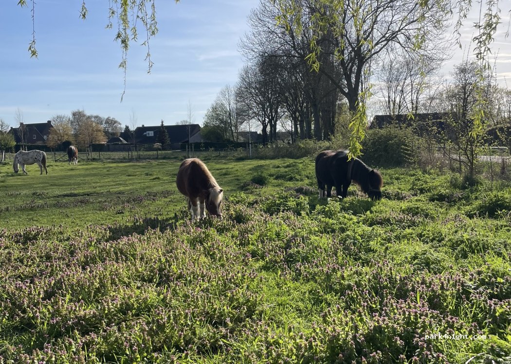 (5446XL) Wanroij - Verlorenhoek — foto