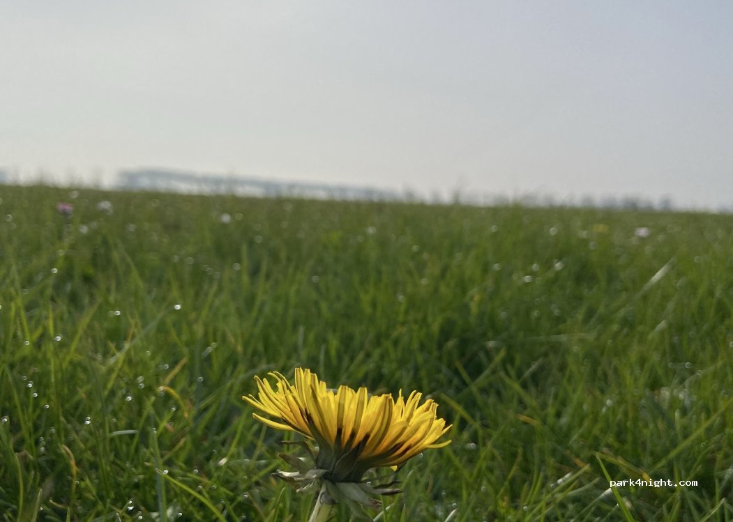 De Zeeuwse Polder — foto