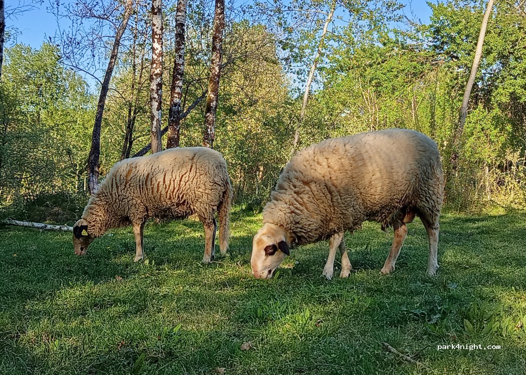 (33670) Saint-Genès-de-Lombaud - Route de Créon — foto 2