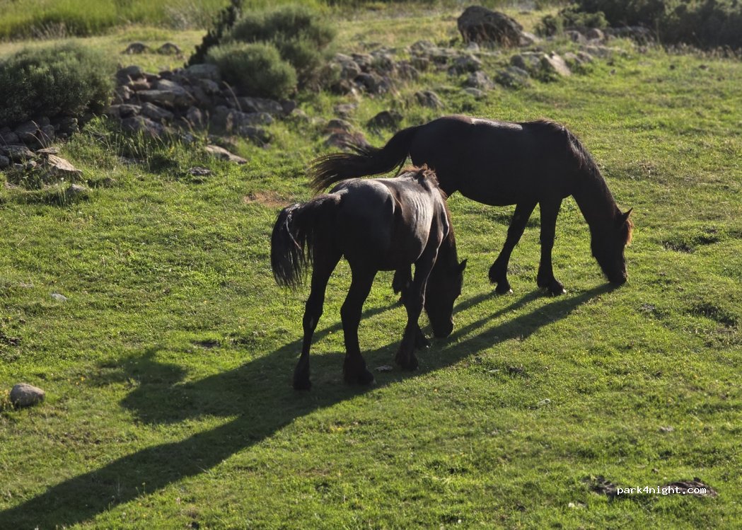 (66760) Porté-Puymorens - 1 Camí del Bosc — foto 4