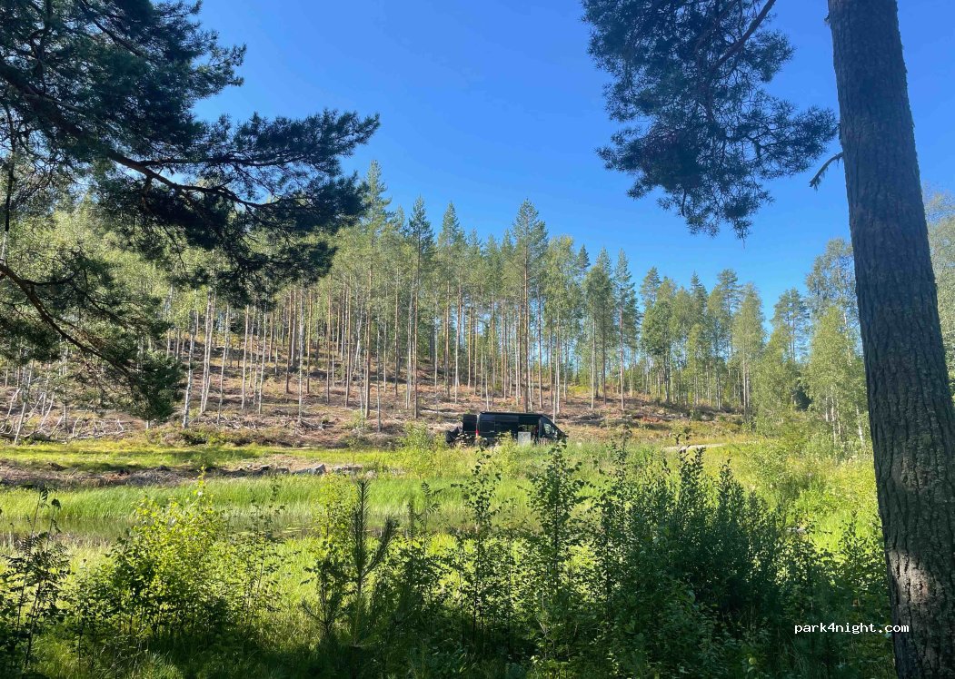 (793 97) Lundbjörken - — foto 2