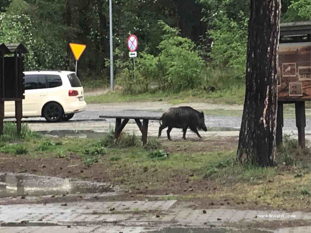 (82-120) Krynica Morska - Bursztynowa — foto 2