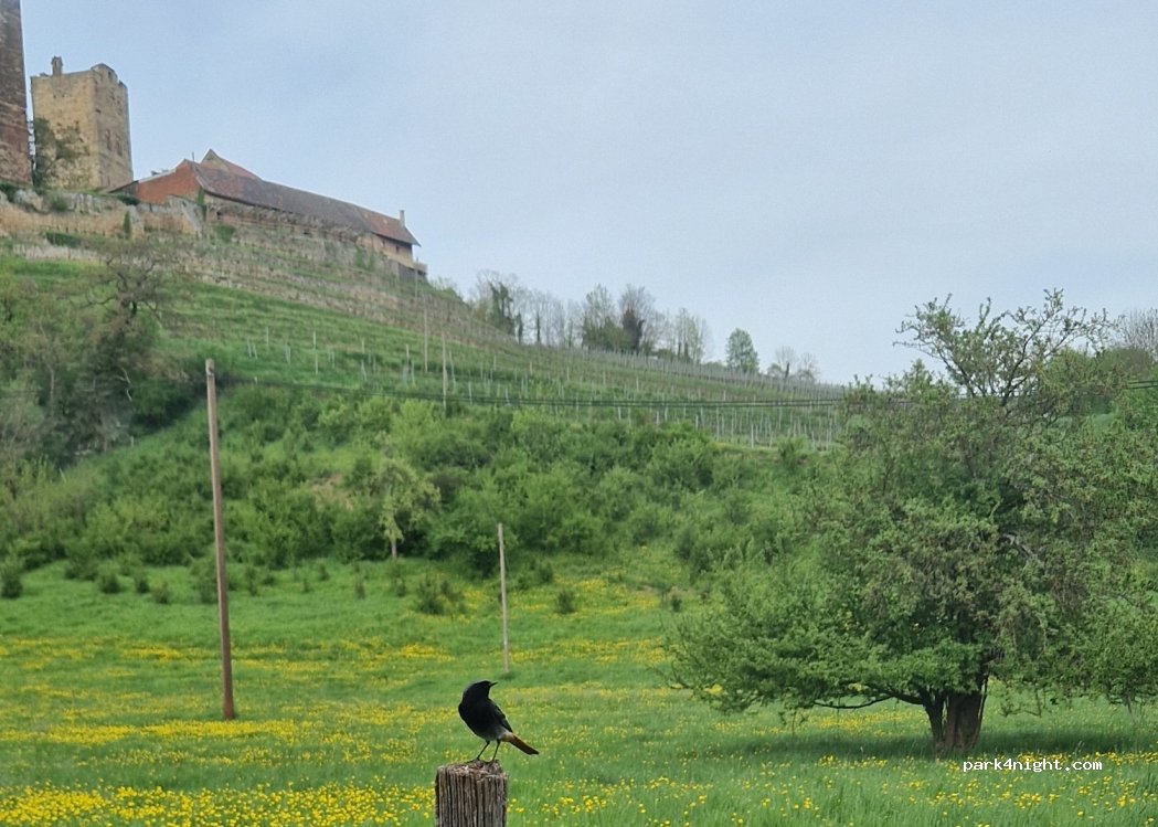 Echle Weingut — foto 3
