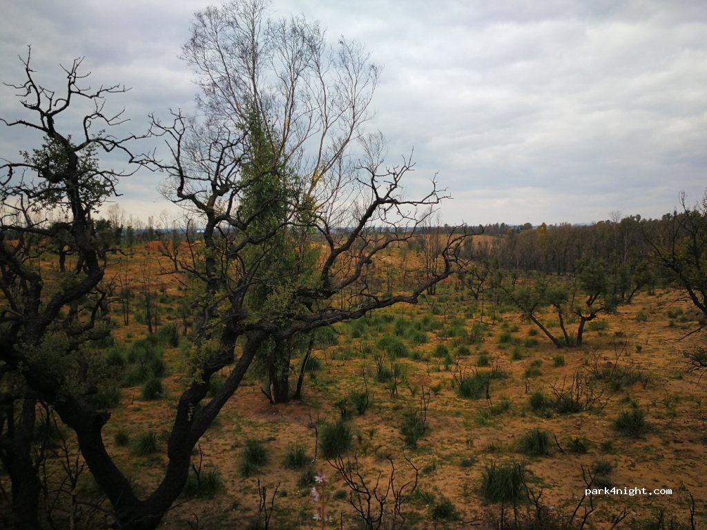 (95041) Santo Pietro - Strada Provinciale 34 — foto 3