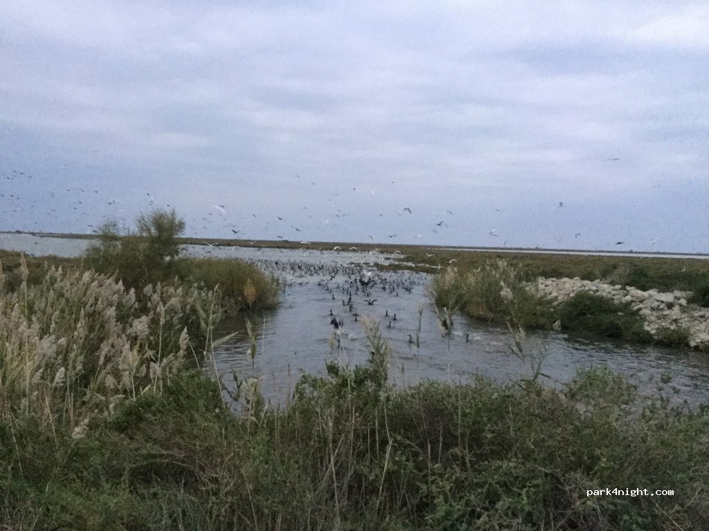 (13460) Saintes-Maries-de-la-Mer - — foto