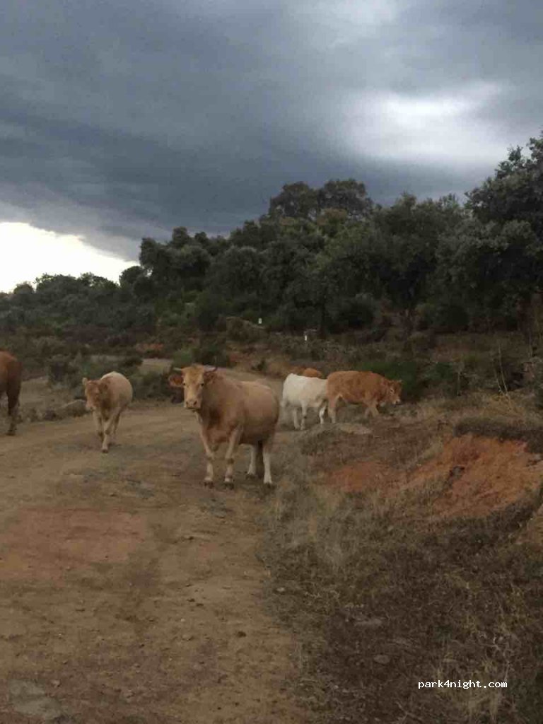(10680) Malpartida de Plasencia - EX-108 — foto 4