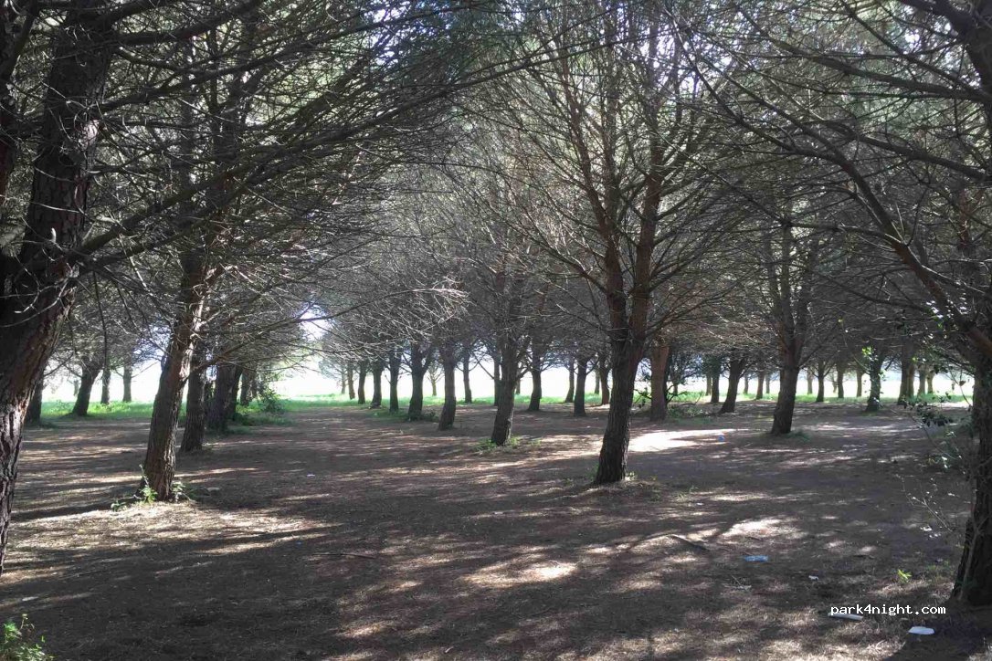 (57023) Cecina - Via Campilunghi — foto