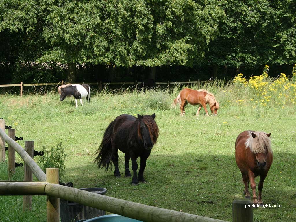 Camping du Château des Tilleuls — foto 5