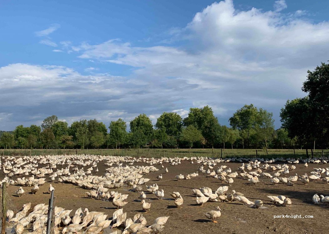Ferme de la Patte d'Oie — foto 3