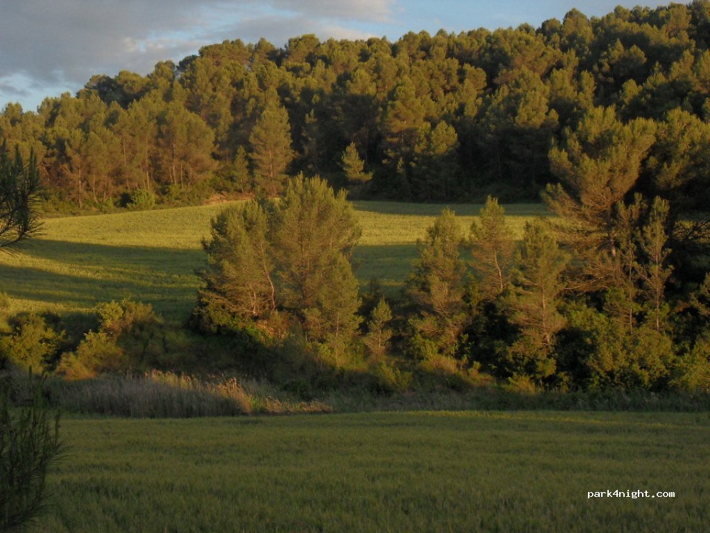 (50614) Ardisa - Camino Forestal — foto 2