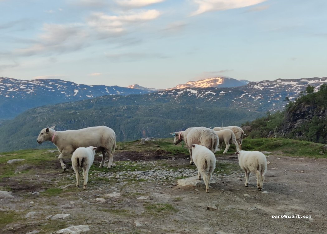 (5760) Røldal - 420 Primær Fylkesveg 520 — foto 4