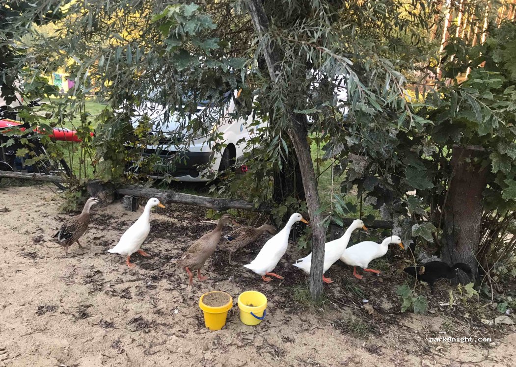 Campingplatz Zum Hexenwäldchen — foto 5