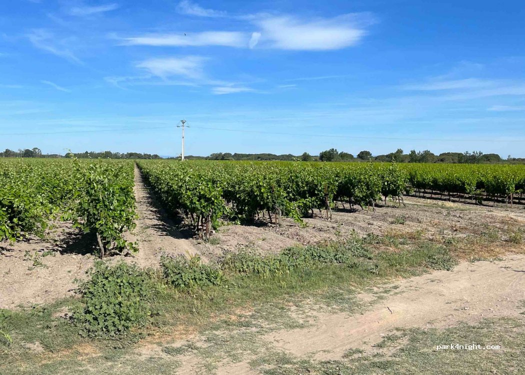 Domaine de Montcalm - Vignobles Jeanjacques — foto 2