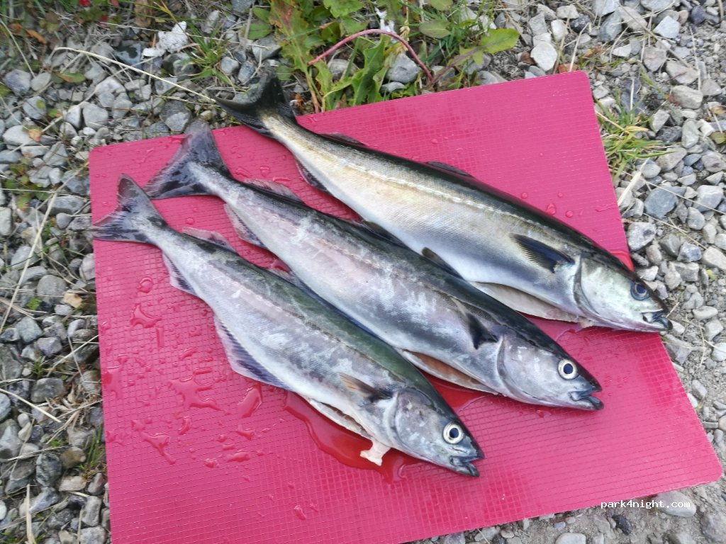 (9620)  - Sekundær Fylkesveg 132 — foto 2