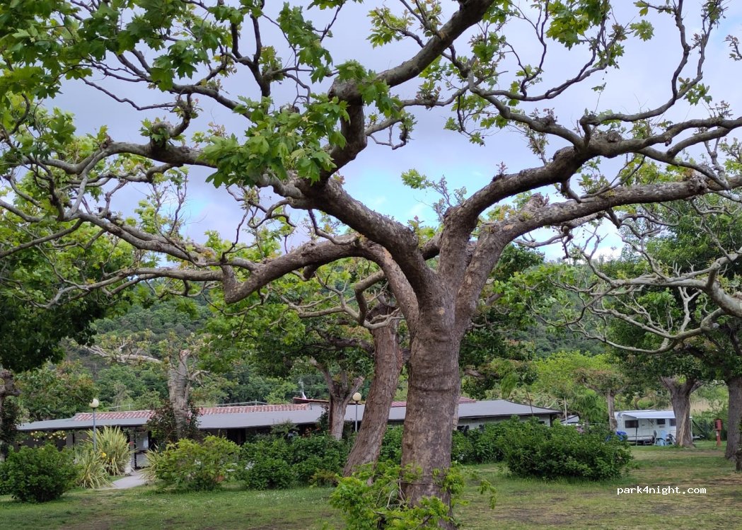 Blu International Camping — foto 4