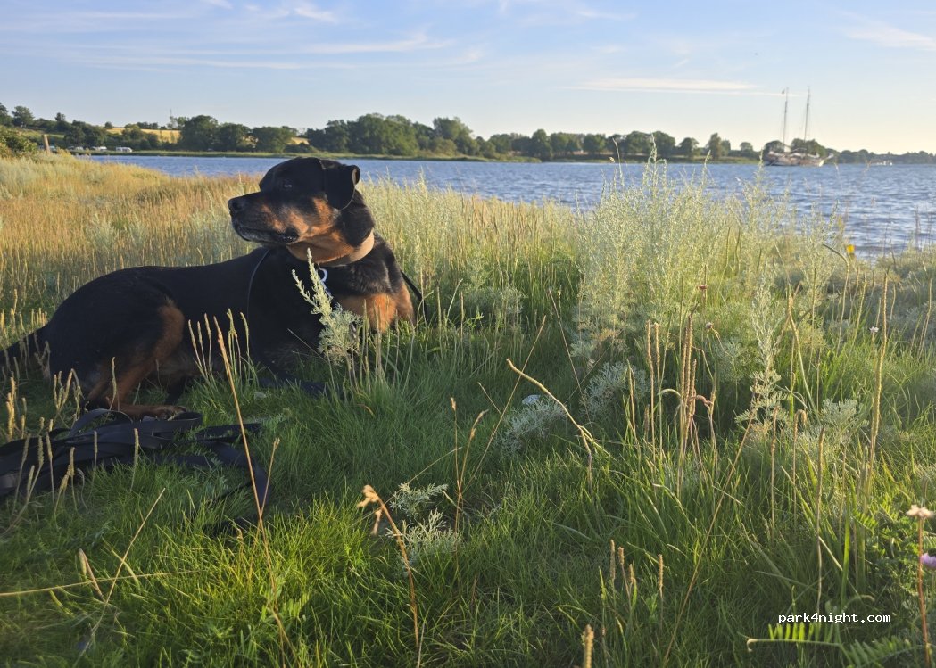 Skårupøre Camping — foto 4